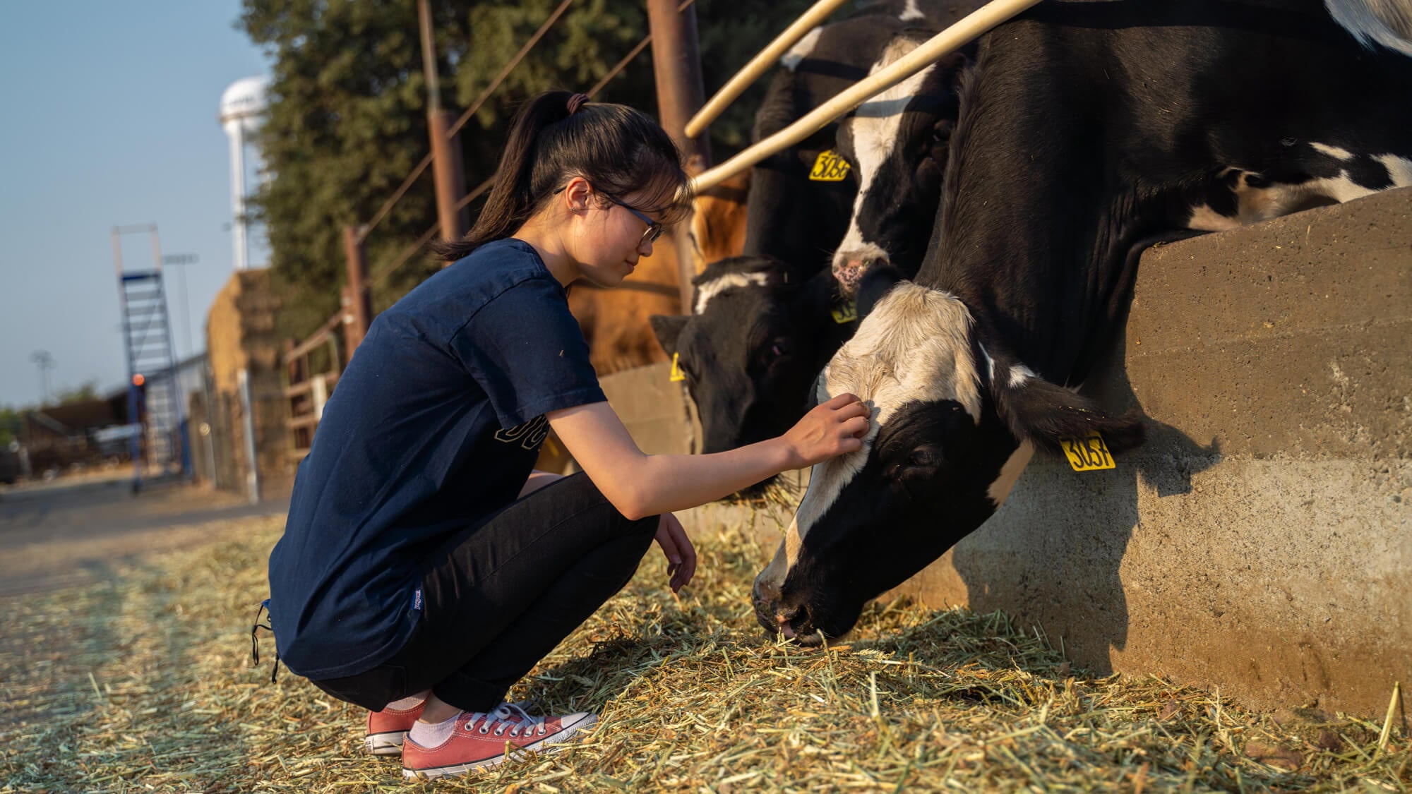 A student in a dark blue t-shirt and glasses crouches to pet black and white dairy cows behind a fence at ˽̳ Davis.