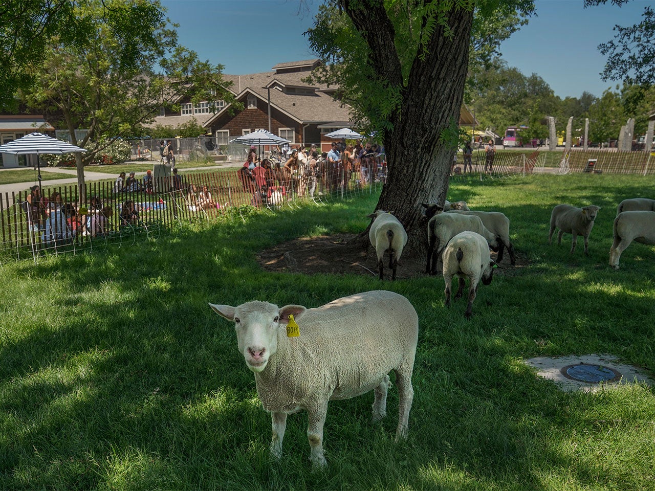 Sheep calmly grazing on a grassy field at ˽̳ Davis, with one sheep looking toward the camera and students painting in the background, shaded by a large tree.