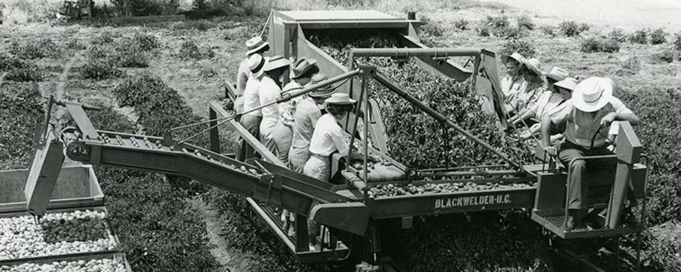 The tomato harvester developed by ˽̳ Davis engineers reduced demand for farm labor to pick tomatoes. (˽̳ Davis Special Collections)