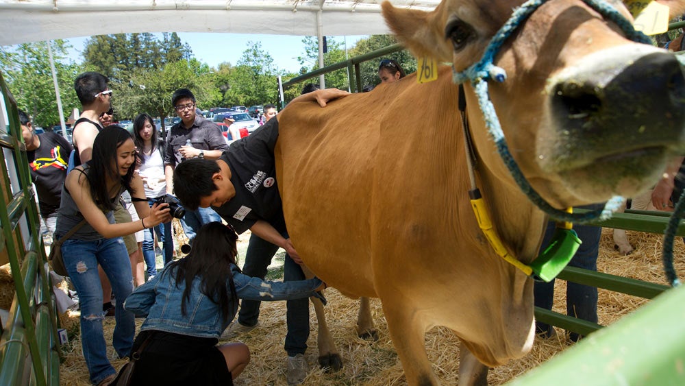 An animal science student helps a student milk a cow at ˽̳ Davis picnic day