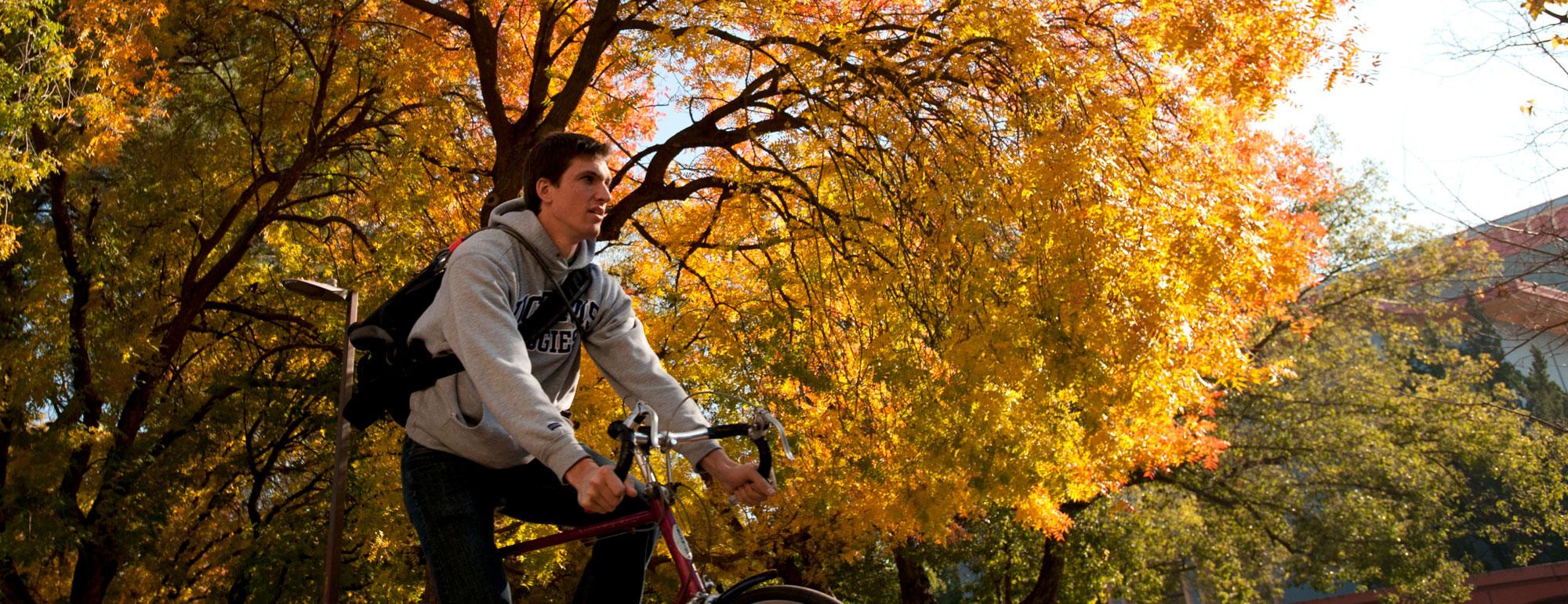 A male student rides his bicycle under the Fall foliage on the ˽̳ Davis campus