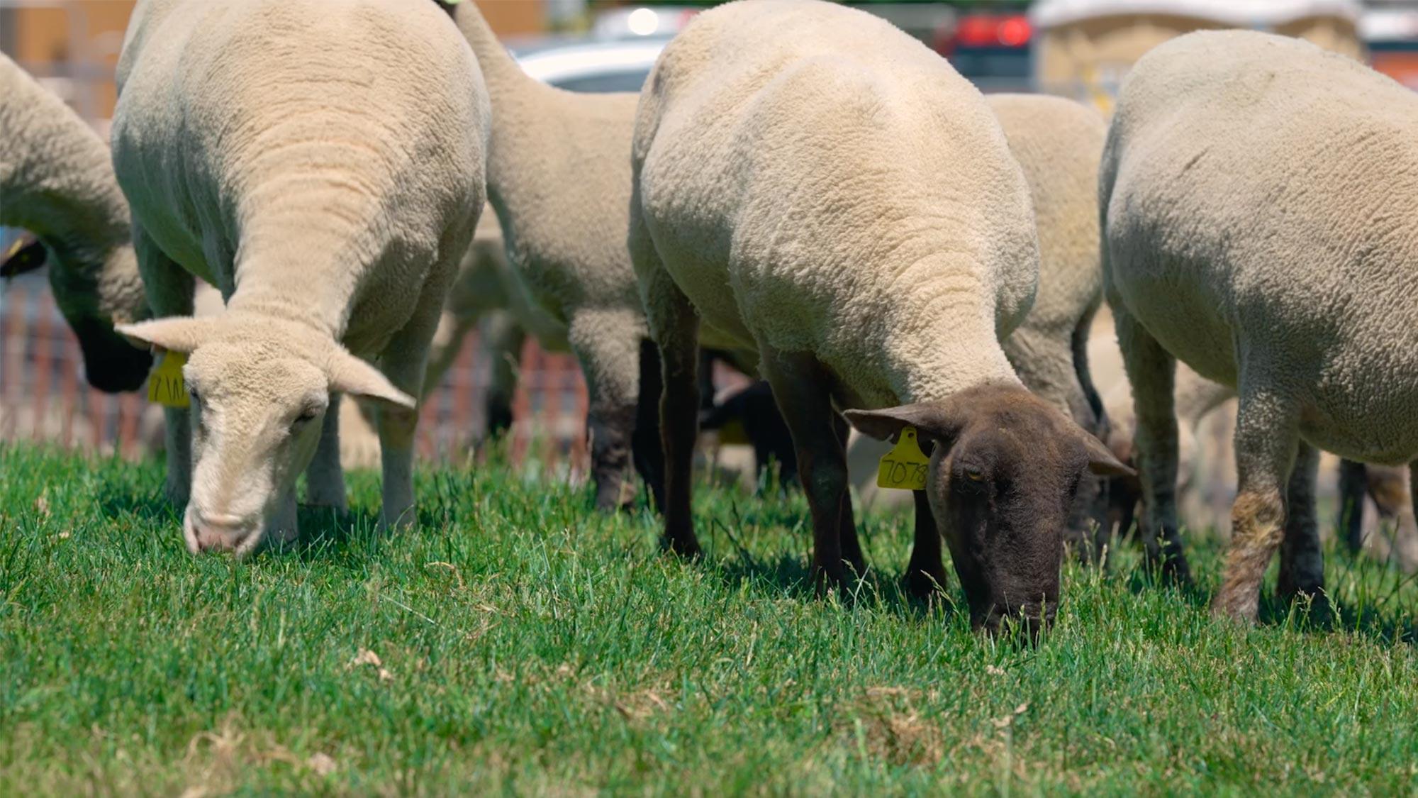 A herd of sheep chew down the grass on the ˽̳ Davis campus