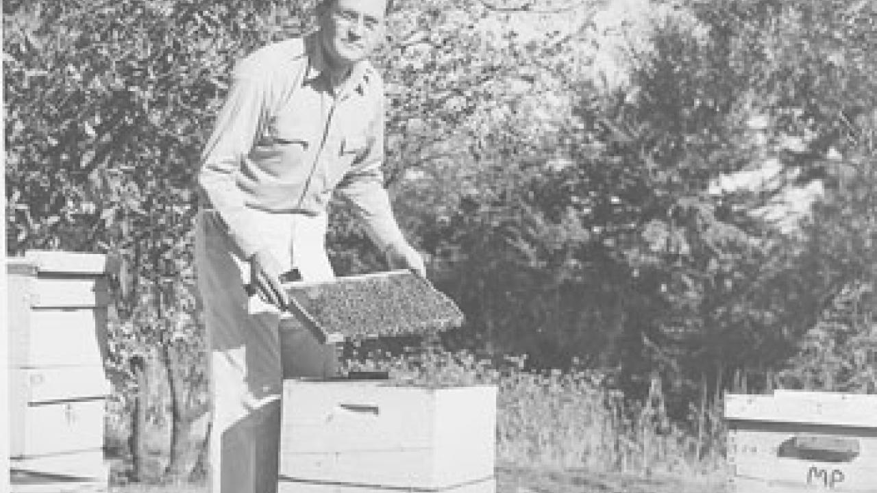 Harry Laidlaw works with his bees at ˽̳ Davis.