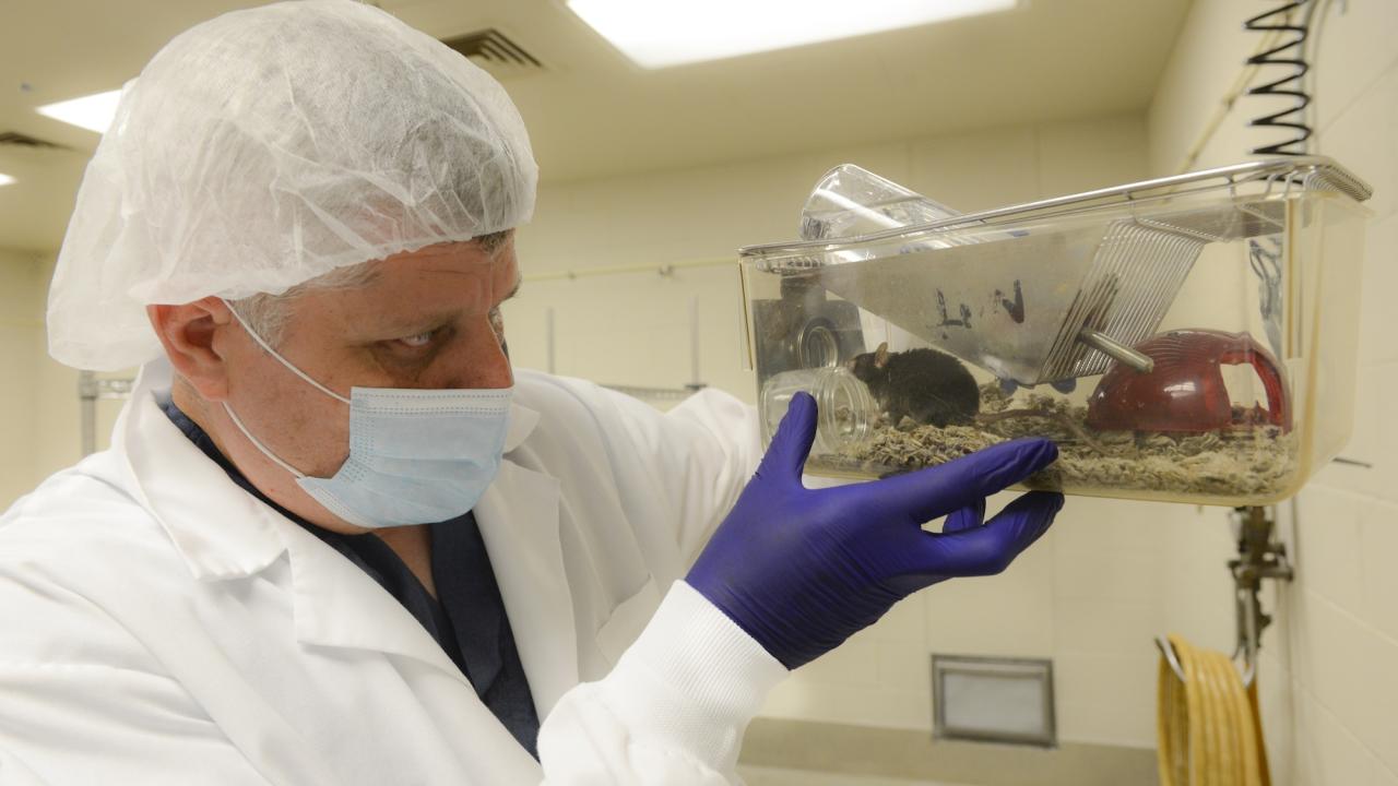 A researcher holds a clear plastic cage with a small mouse in it. A molecule found in the keto diet plays a key role in preventing early memory decline in mice. The memory loss is comparable to mild cognitive decline in the early stages of Alzheimer's disease. (˽̳ Davis School of Veterinary Medicine)