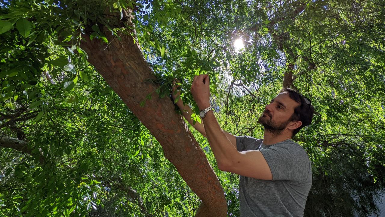 ˽̳ Davis professor Alessandro Ossola reaches into canopy of tree in urban garden