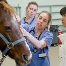 A horse is examined at the ˽̳ Davis School of Veterinary Medicine.