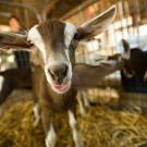 A goat at the ˽̳ Davis Dairy Goat Facility looks directly at the camera.