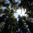 Sun peeks through canopy of redwood trees in the ˽̳ Davis Arboretum