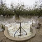 Diverted water spills into an almond orchard in Modesto, CA in November of 2016 to help recharge the aquifer beneath the field. ˽̳ Davis scientists are studying managed aquifer recharge as a solution to California's groundwater overpumping. (Curtis Jerome Haynes)
