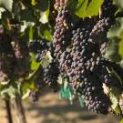 Dark red wine grapes shown growing at the vineyard near the Robert Mondavi Institute of Food and Wine at ˽̳ Davis. (Greg Urquiaga/˽̳ Davis) 