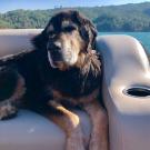 Big brown and black dog named Boone sits on a boat with Lake Sonoma in the background. He went through a clinical trial at ˽̳ Davis School of Veterinary Medicine to treat his cancer.