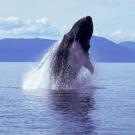 A humpback whale breaches the water. ˽̳ Davis and SETI Institute scientists are studying whale communication. (Getty)