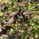 A gummy like substance drips on the branches of an almond tree near Fresno. The tree is infected with the pathogen Phytophthora syringae. The pathogen is usually found in tree roots but intense storms created the right conditions for the pathogen to "swim" up trunks. (Emily C. Dooley/˽̳ Davis)