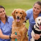 Two veterinary students in blue scrubs smiling and posing with a golden retriever and a Labrador retriever on a grassy field outside Scrubs Cafe, ˽̳ Davis.