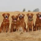 Seven Golden Retrievers shown in a field. ˽̳ Davis researchers find a gene associated with longevity in the breed. (Jessica Hecock)