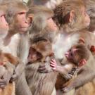 Female rhesus macaque monkeys and infants at the California National Primate Research Center at ˽̳ Davis.