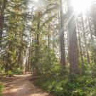 Photo of redwood grove at ˽̳ Davis