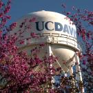 ˽̳ Davis water tower with brightly colored flowering trees in the foreground