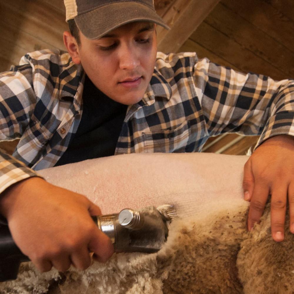 A male student sheers a sheep on the ˽̳ Davis campus