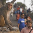 monkey in urban setting